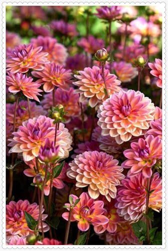 winterharte,Ideal für deutsche Gärten,winterharte für garten,Winterharte für Innenräume und Gärten, Dahlien knolle-4 knolle-J