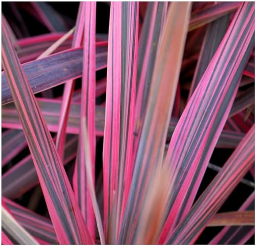 GrowOn Shrubs Cordyline 'Southern Splendour' Palm Tree | Evergreen Plant | Outdoor Garden Ready Plant