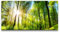 Paul Sinus Art Leinwandbild 120x60cm Wald Natur Sonnenstrahlen Bäume Baumkronen Grün