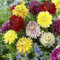 10 pcs Dahlien Knollen Winterhart Pflanztöpfe Indoor Plants Urban Gardening Dahlien Zwiebeln, blumen zwiebeln winterhart mehrjährig Balkongarten Dekoblumen, dahlia Topfpflanzen Draußen