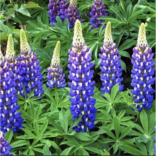 10 x Lupin Russel Blue The Govenor Plug Plants Hardy Perennial Flower