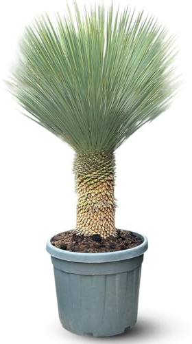 Attitude Jardin - Yucca rostrata - plante méditerranéenne - stip 35-40 cm - 130-150 cm - ⌀ 45 cm - plante d'extérieur