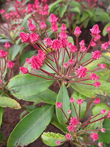 Lorbeerrose - Berglorbeer Leuchtfeuer syn. Beacon - Kalmia latifolia - 30-40cm