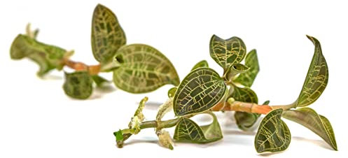 Macodes Petola - Juwelorchidee - In Vitro 5,5cm - 2 Pflanzen