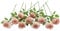 JUSTOYOU 10 rose artificiali, doppio colore, stelo singolo, fiori finti per casa, feste, bouquet di nozze (colore sfumato, caffè)