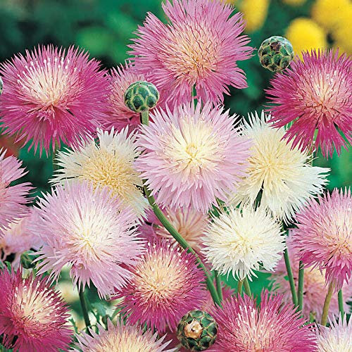 250 Graines de Centaurée Impérial ODORANTE - Centaurea moschata Imperialis - Fleur Jardin - 290