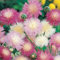 250 Graines de Centaurée Impérial ODORANTE - Centaurea moschata Imperialis - Fleur Jardin - 290