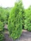 Thuja occidentalis 'Smaragd' - Lebensbaum 'Smaragd' 40-60