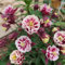 1000 pcs blumensamen akelei samen winterfeste pflanzen für balkon, wildblumenwiese saatgut mehrjährig, balkonblumen saatgut, wildblumensamen mehrjährig winterhart blumen samen bienen