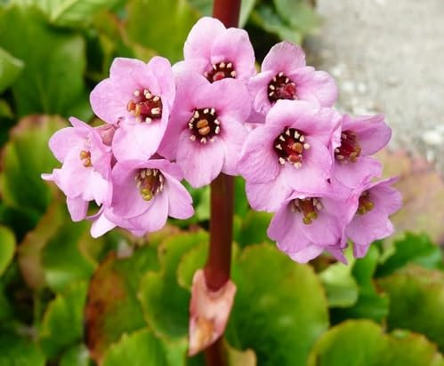 Bergenia Flower Seeds Pink 100pcs