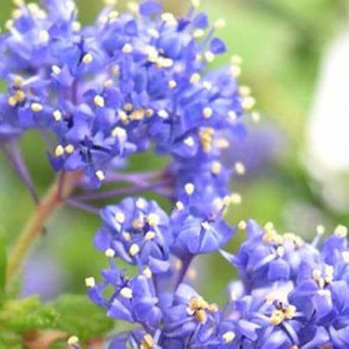 Lilas de Californie 'Blue Diamond' - Ceanothus 'Blue Diamond' -