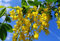 Edel-Goldregen Laburnum watereri 'Vossii' ca. 80cm, sehr kräftig Topf gewachsen