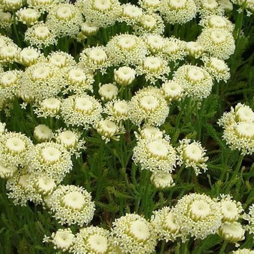 6 x Santolina Rosmarinifolia (= Virens) - Perenni Vaso 9cm x 9cm