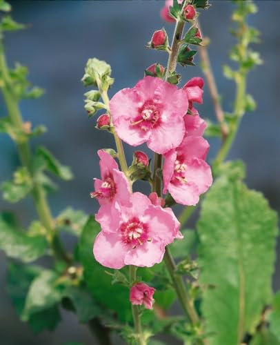 Verbascum 'Pink Domino' 11 cm Topf – Winterhart, Mehrjährig, Pflegeleicht – Königskerze – Blütenstaude für sonnige Beete & Rabatten