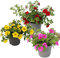 Exotenherz - Zauberglöckchen - Minihängepetunie - Calibrachoa - 12cm Topf - Set mit 3 Pflanzen - Farb-Mix