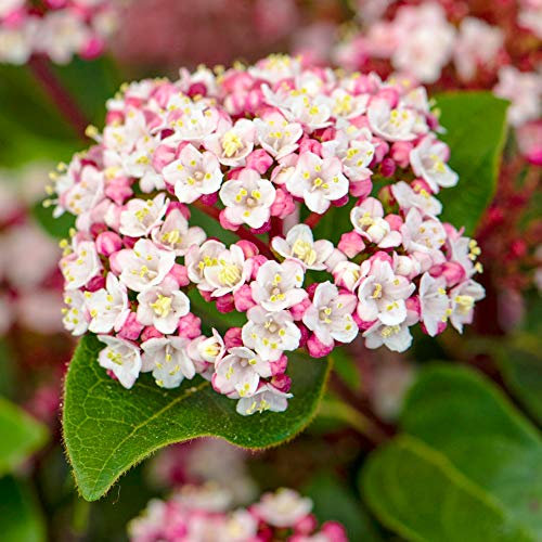 GardenersDream Viburnum 'Lisarose' - Schneeball Pflanze Winterhart Rosa Blüten - Blühende Sträucher Premium XXL - Winterharte Kübelpflanzen - Gartenpflanzen Mehrjährig