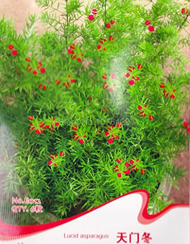 Lucid Asparagi Semi Radix Asparagi di erbe Piante E012