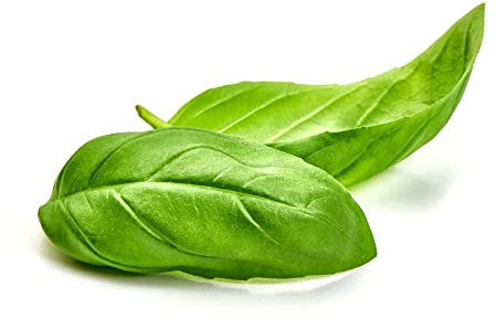 Basil Plants, Basil 'Sweet Genovese', 12 x Plug Plant Pack, Herb Plants, Herbs, Herb Garden, Garden Ready and Ready to Plant, Premium Quality Herbs