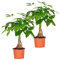 Bloomique - 2er Set - Pachira Aquatica - Glückskastanie - Zimmerpflanzen - Luftreinigend - Pflegeleicht - Höhe 25-35 cm - Topf 12 cm