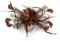 SJTJSPX Fascinators Hut Damen Kopfschmuck Cocktail Tee Party Kopfbedeckung Hochzeit Kirche Organza Haar Clip Blume Mesh Stirnband Elegant Schleier Vintage Haarreif für Weihnachten Halloween Karneval