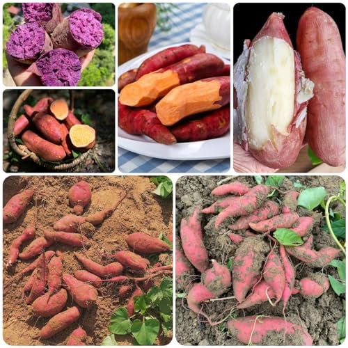 200 pcs süßkartoffel samen bio, süßkartoffeln, pflanzen balkon, samen geschenk süßkartoffel pflanzen kaufen - Ipomoea batatas - gemüsesamen bio, balkon beet bio gemüsesamen, bonsai