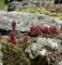 Dachwurz Rubin - Sempervivum cultorum