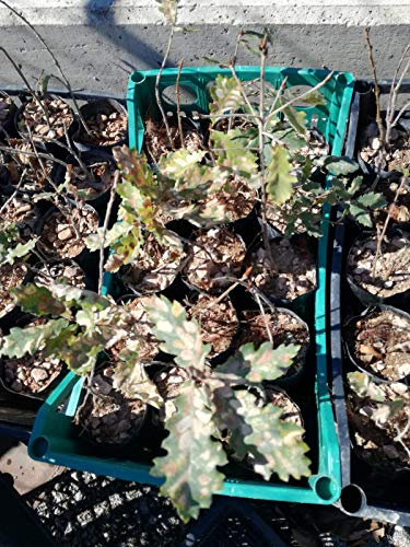 Pianta Roverella Micorizzata con Tartufo Nero Pregiato (Tuber Melanosporum Vitt.)