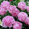 2 piezas de Bulbos de peonía Rosa arbusto caduca perenne para plantar jardín en casa Aroma encantador atrae mariposas paisaje único