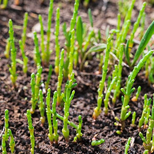 500pcs semi di asparagi di mare salicornia europaea semi organici aiuole rialzate per giardino erbe da cucina piante resistenti per giardino piante orticole letto vegetale