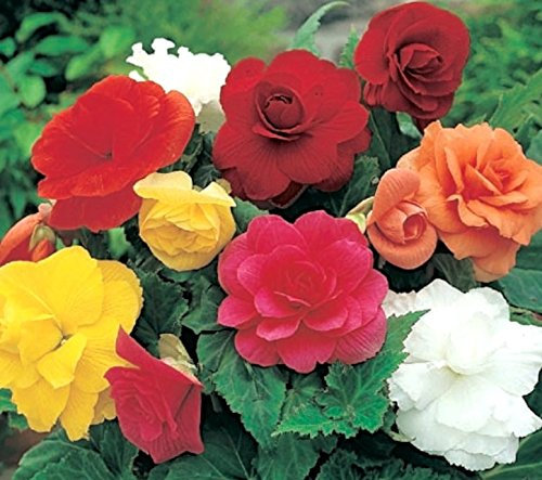 Pack x8 Begonia 'Double Mixed' WPC Prins Quality Bulbs/Tubers Value Pack