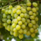 Beliebte Weinrebe - Vitis Bianca - 60-80cm 2Ltr. [4073]