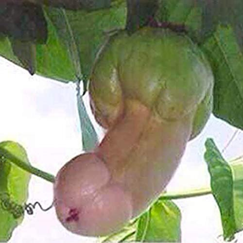 Benoon Semillas De Calabaza, 30 Piezas/Bolsa Semillas De Calabaza Semillas De Hortalizas Verdes Comestibles Para Jardín Semilla