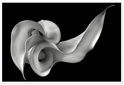 Oitrela Leinwanddrucke, Wandkunst für Zuhause und Büro, Wanddekoration, schwarz-weiß, Calla-Lilie, Leinwand-Kunstdruck, Gemälde, Bild, Blume, modern, abstrakt, ungerahmt, Wandkunst für Wohnzimmer,