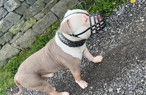 Maulkorb aus echtem Leder für American Bully, Bully XL und andere ähnliche Schnauzen (schwarzes Leder, AB2)