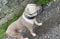 Maulkorb aus echtem Leder für American Bully, Bully XL und andere ähnliche Schnauzen (schwarzes Leder, AB2)