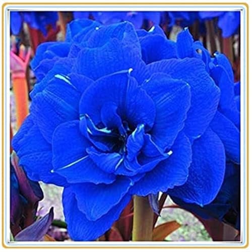 Amaryllis zwiebel,Winterharte mehrjährig,Amaryllis winterhart Mehrjährig,amaryllis kaufen,amaryllis Zwiebel zimmerpflanzen,amaryllis ständer,amaryllis picotee,amaryllis papilio.-1zwiebel-F