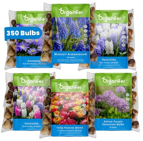 Bulbes De Fleurs - Mystery Box - Bulbes De Printemps XXL - Contient Tulipes, Jacinthes, Alliums, Anémones - Floraison Longue Durée - De Été - De Printemps - Organifer