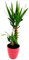 POWERS TO FLOWERS - YUCCA 2 TRONCHI IN VASO CERAMICA ROSA ANTICO A RIGHE, Tronchetto della felicità, pianta vera