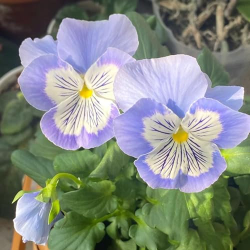 250 pz semi di viola del pensiero resistenti - piante da esterno, piante esotiche resistenti, piante di viola del pensiero (Viola tricolore) aiuola, piante da giardino roccioso resistenti