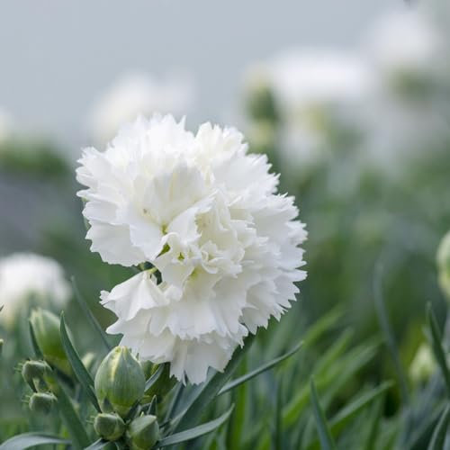 55 pcs bartnelken samen mehrjährig bonsai topf Dianthus,nelken winterhart mehrjährig wildblumensamen mehrjährig kleines geschenk für frauen blumensamen gastgeschenk winterharte pflanzen
