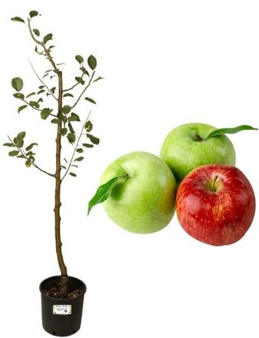 P. Piantine da Orto | Melo Antico Clamani, Pianta in Vaso Diametro 22 cm, Pianta da Frutto in Vaso, Pianta Vera da Esterno, Giardino o Vaso in Terrazza, Vivaio Italiano