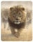 3D LiveLife Magnet - Eat My Dust from Deluxebase. Lenticular 3D Lion Fridge Magnet. Magnetic decor for kids and adults with artwork licensed from renowned artist, Collin Bogle