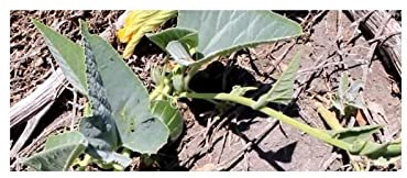 Stk - 10x Cucurbita foetidissima Kürbis Garten Pflanzen - Samen ID1240 - Seeds & Plants Shop by Ipsa