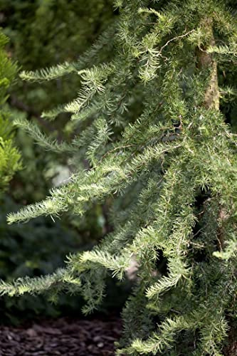 Japanische Lärche Larix kaempferi Diana 80 cm Stamm, winterhart | sonniger Standort, schnittvertraeglich, ideal fuer Bonsai und Kuebel, dekoratives Formgehoelz, robust im Garten