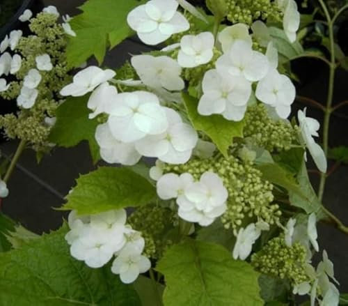 Eichenblättrige Hortensie Snow Queen - Hydrangea quercifolia Snow Queen - 40-60cm