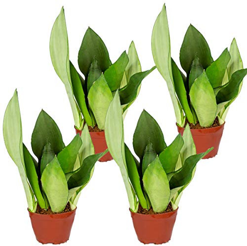Sansevieria 'Moonshine' pro 4 Stöcke | Kamerplant in Kwekerspot cm9 cm - 20-30 cm