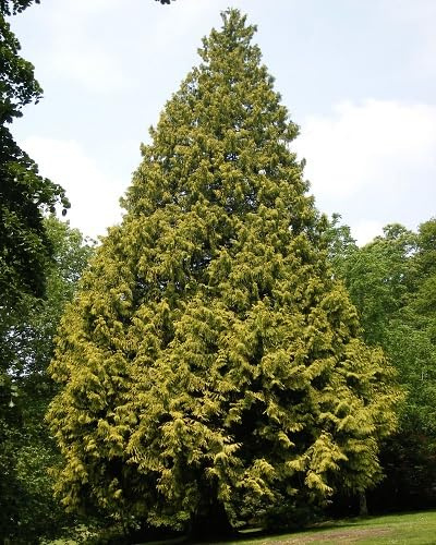 Thuja plicata Tree Seeds Green 10pcs.