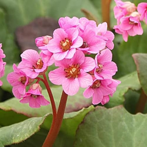 12 unità Bergenia 'Morgenrote' - Bergenia Vaso 9x9cm ±1 m² - Fiori Rosa e Foglie Robuste, Ideali per Giardini Ombrosi e Aiuole