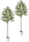 PASCH® 2 x Künstlicher Olivenbaum (180cm) - Stilvoll & Naturgetreu | Künstliche Pflanzen groß | Kunstpflanzen groß: Olive Tree | Olivenbaum künstlich groß für EIN mediterranes Ambiente
