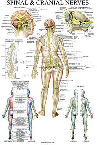 Palace Learning Wirbelsäulen-Nerven-Anatomieposter – Wirbelsäule und kraniales Nervensystem Anatomie Poster (mit Dermatomen) (laminiert, 18 x 24)